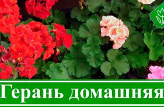 Як підгодувати королівську герань: найкращі засоби для пишного цвітіння