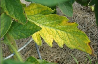 Ефективні добрива для томатів: як підживити рослини при жовтіючому листі