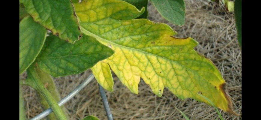 Ефективні добрива для томатів: як підживити рослини при жовтіючому листі