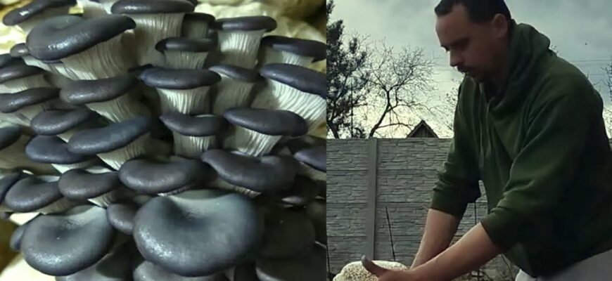 Як самостійно виростити міцелій гливи: покрокова інструкція для новачків