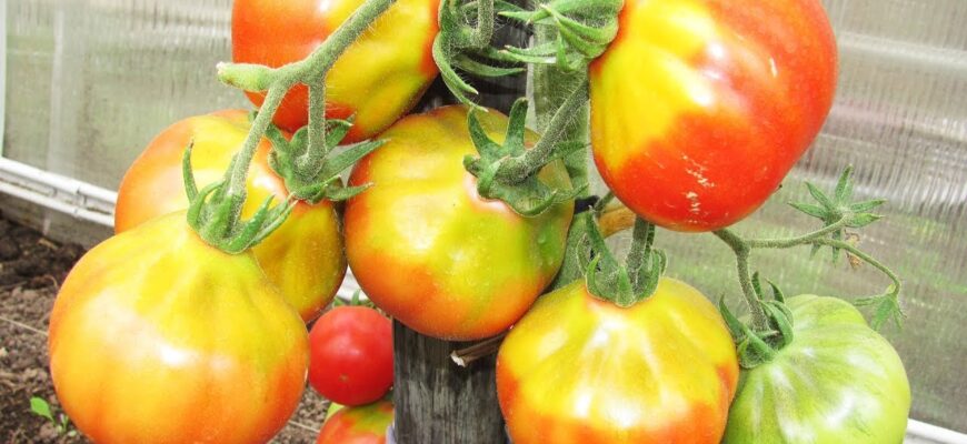 Що робити, коли на помідорах з’явилися білі плями: ефективні поради