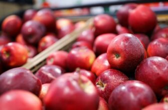 Як правильно вибрати підщепу для яблуні: практичні поради і рекомендації