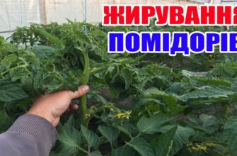 Чому жирують томати: основні причини та способи вирішення проблеми