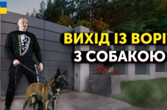 Ефективні методи: як безпечно прогнати собак із двору власноруч