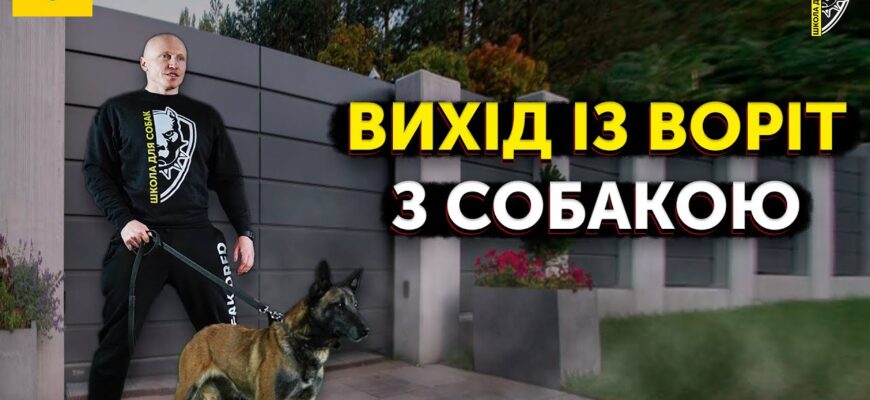 Ефективні методи: як безпечно прогнати собак із двору власноруч