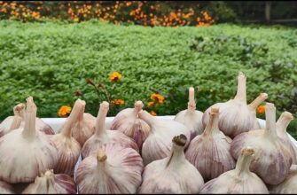 Коли найкращий час для посадки великого часнику восени?