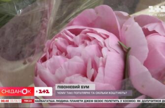 Чому півонії коштують дорожче за троянди: основні причини для квітникарів