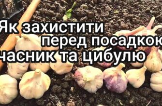 Ефективні засоби для обробки часнику: чим побризкати рослину