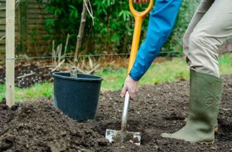 Як правильно посадити яблуню влітку: поради та рекомендації