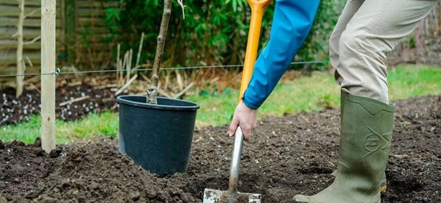 Як правильно посадити яблуню влітку: поради та рекомендації