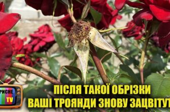 Як правильно обрізати троянди влітку після цвітіння: поради та техніки