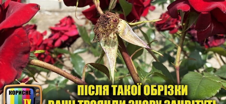 Як правильно обрізати троянди влітку після цвітіння: поради та техніки