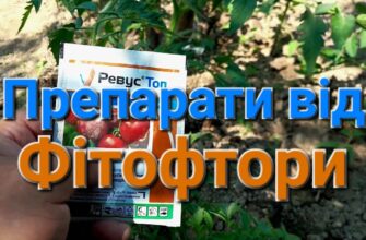 Оптимальні засоби для поливу проти фітофтори: захистіть рослини ефективно