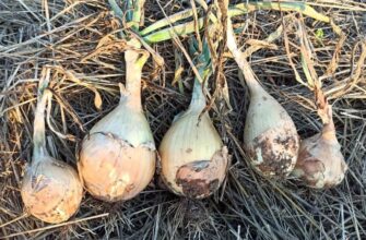 Оптимальний час для збору врожаю цибулі Ексібішен: поради та рекомендації