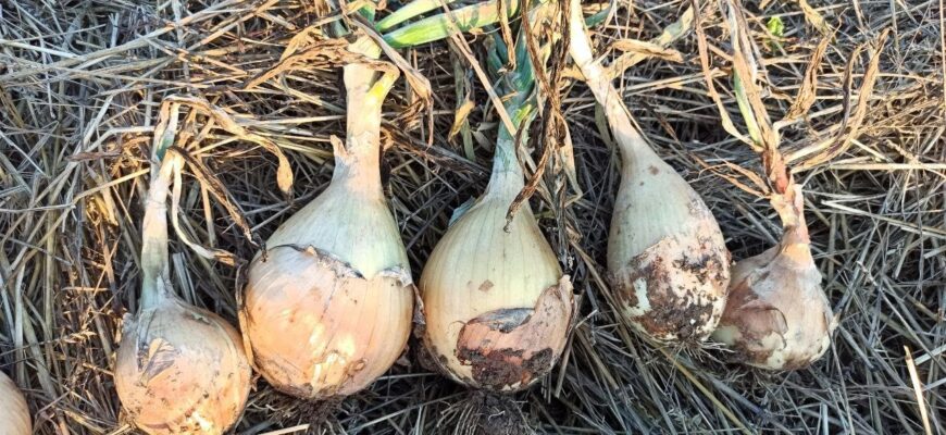 Оптимальний час для збору врожаю цибулі Ексібішен: поради та рекомендації