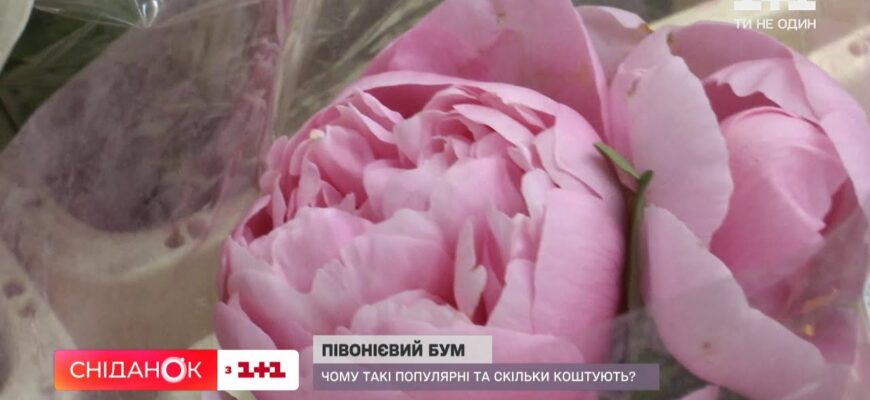 Чому півонії коштують дорожче за троянди: основні причини для квітникарів