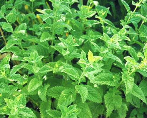 Як правильно написати ім’я Мелісса: поради та рекомендації