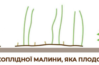 Як правильно обрізати малинове дерево на зиму: покрокова інструкція