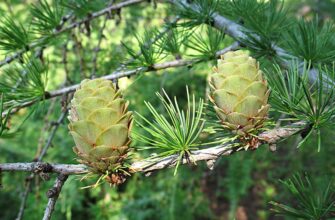 Коли плодоносить модрина: ключові фактори та оптимальні умови