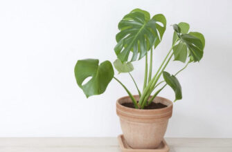 Культура з повітряним корінням: відкрийте таємниці орхідей та інших рослин