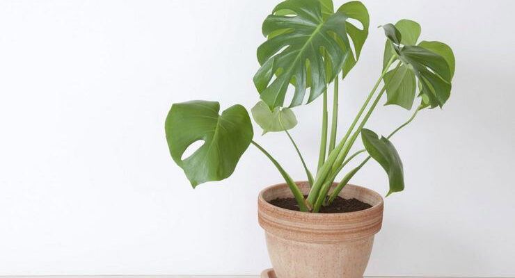 Культура з повітряним корінням: відкрийте таємниці орхідей та інших рослин