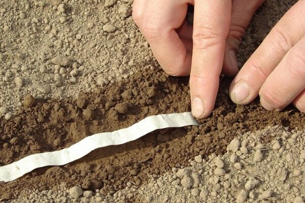 Як правильно посадити моркву на стрічці: покрокова інструкція та поради