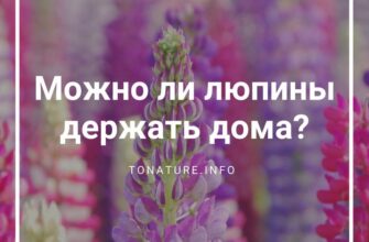 Чи варто приносити люпин додому: користь та можливі ризики