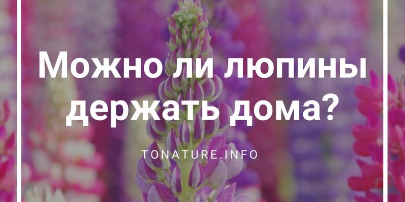 Чи варто приносити люпин додому: користь та можливі ризики