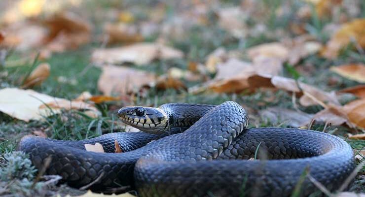 Ефективні способи відлякати змій з вашої ділянки: поради та засоби