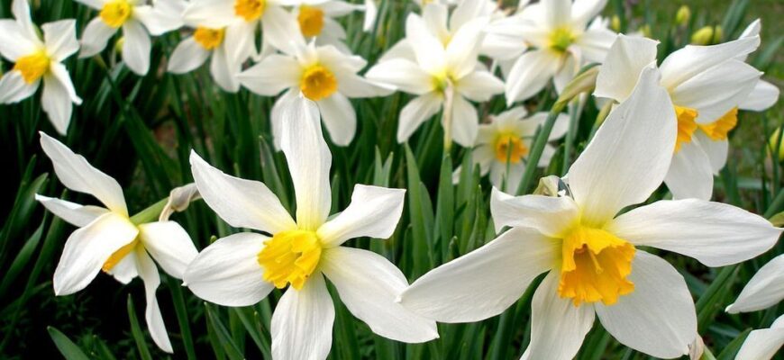 Користь нарцисів: цілющі властивості та застосування в медицині