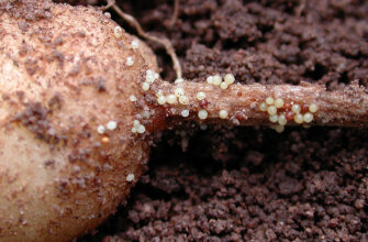 Що таке нематода та як вона виглядає: детальний огляд паразита