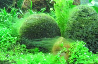 Чому росте нитчатка: основні причини зростання водоростей у водоймах