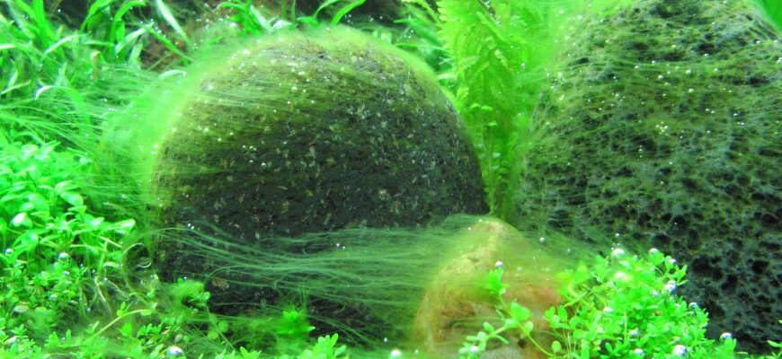 Чому росте нитчатка: основні причини зростання водоростей у водоймах