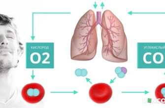 Утворення вуглекислого газу: які процеси в організмі відповідають?