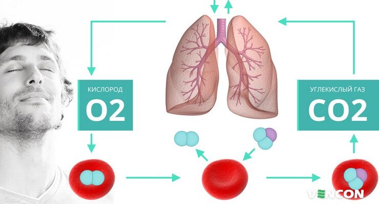 Утворення вуглекислого газу: які процеси в організмі відповідають?