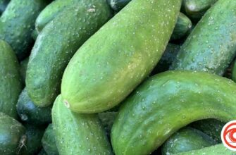 Чи можливо садити огірки та помідори в червні: поради від експертів