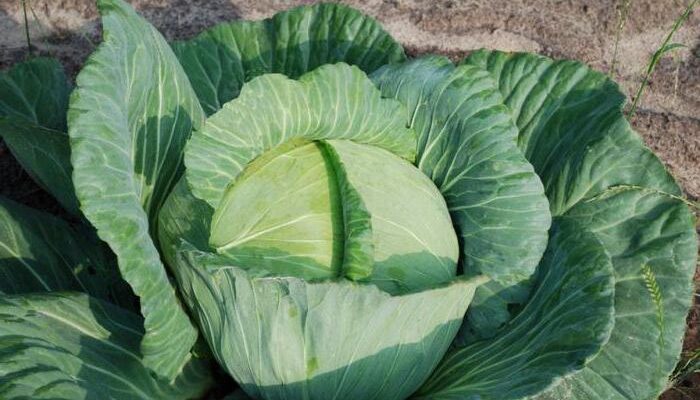Чи слід обрізати нижнє листя капусти: переваги і недоліки