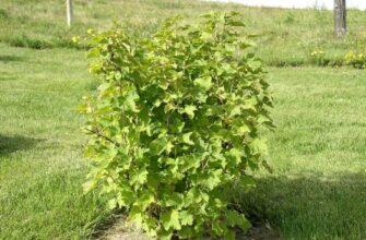 Оптимальна висота куща смородини: як досягти ідеального росту