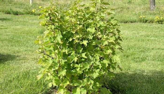 Оптимальна висота куща смородини: як досягти ідеального росту