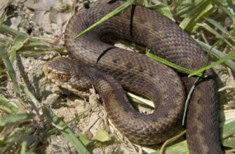 Що станеться, якщо вуж вкусить людину: наслідки та поради лікарів