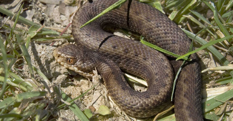 Що станеться, якщо вуж вкусить людину: наслідки та поради лікарів