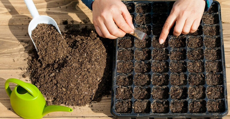 Що сіяти наприкінці лютого: поради для раннього весняного врожаю