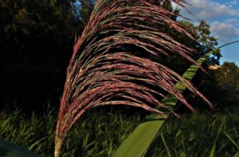 Як ефективно видалити звичайний очерет: поради та методи боротьби