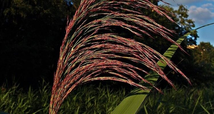 Як ефективно видалити звичайний очерет: поради та методи боротьби