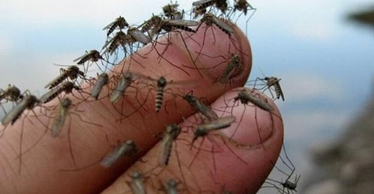 Як запобігти укусам комарів: Ефективні поради та засоби захисту