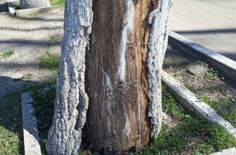 Чому в Росії білять дерева: традиція чи необхідність? Причини феномену