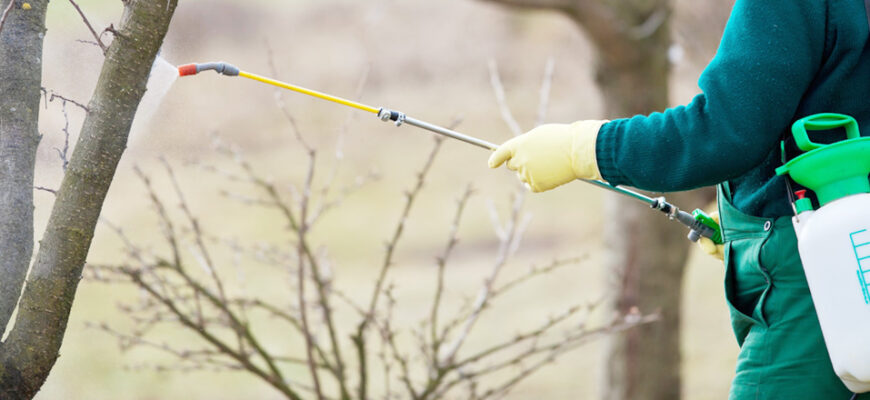 Ефективні засоби для обприскування абрикос ранньою весною