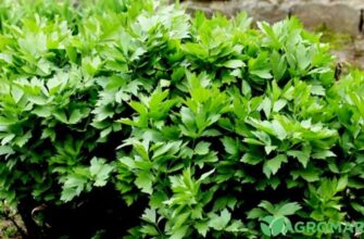 Як доглядати за любистком: поради та рекомендації для садівників