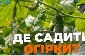 Де не можна садити огірки: уникніть помилок у виборі місця