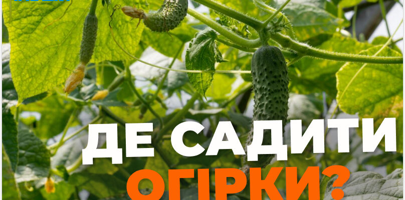 Де не можна садити огірки: уникніть помилок у виборі місця